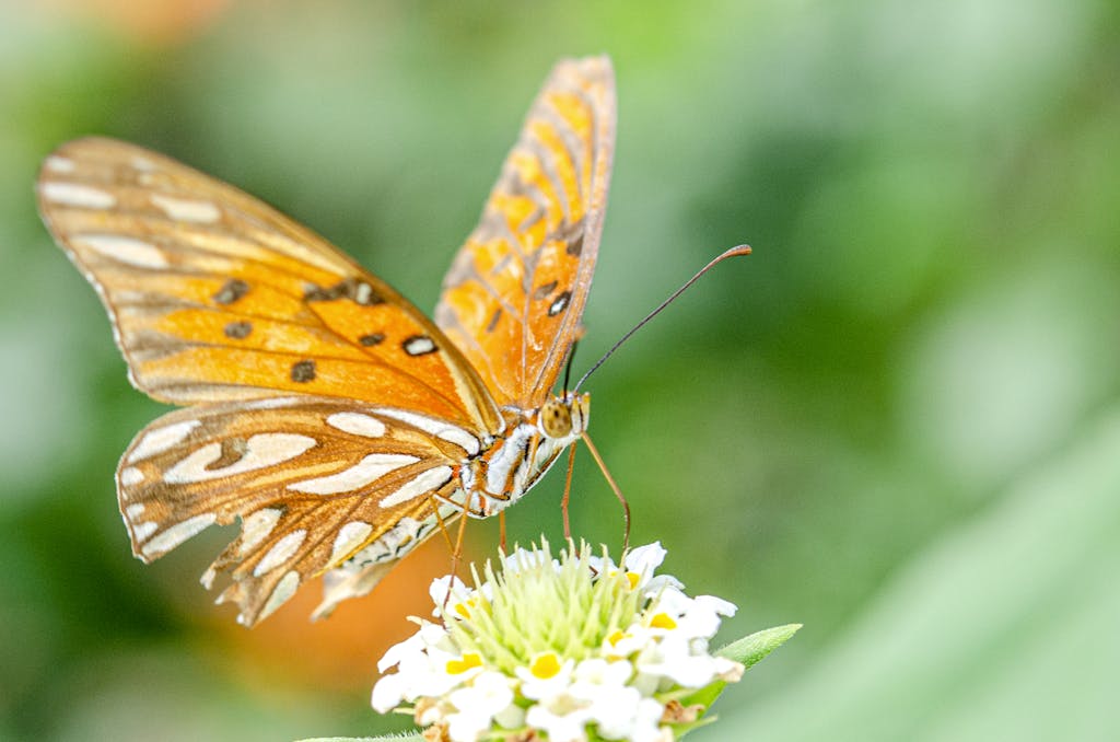 Brown and White Butterfly on White Flower